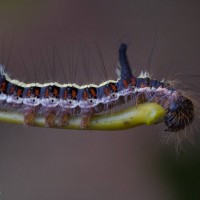 Grey Dagger Moth Caterpillar